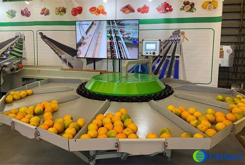citrus sorting line.jpg citrus sorting line.jpg